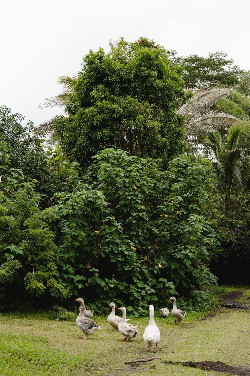 Hawaiian Sanctuary Eco Retreat Center Villa Pahoa Exterior foto
